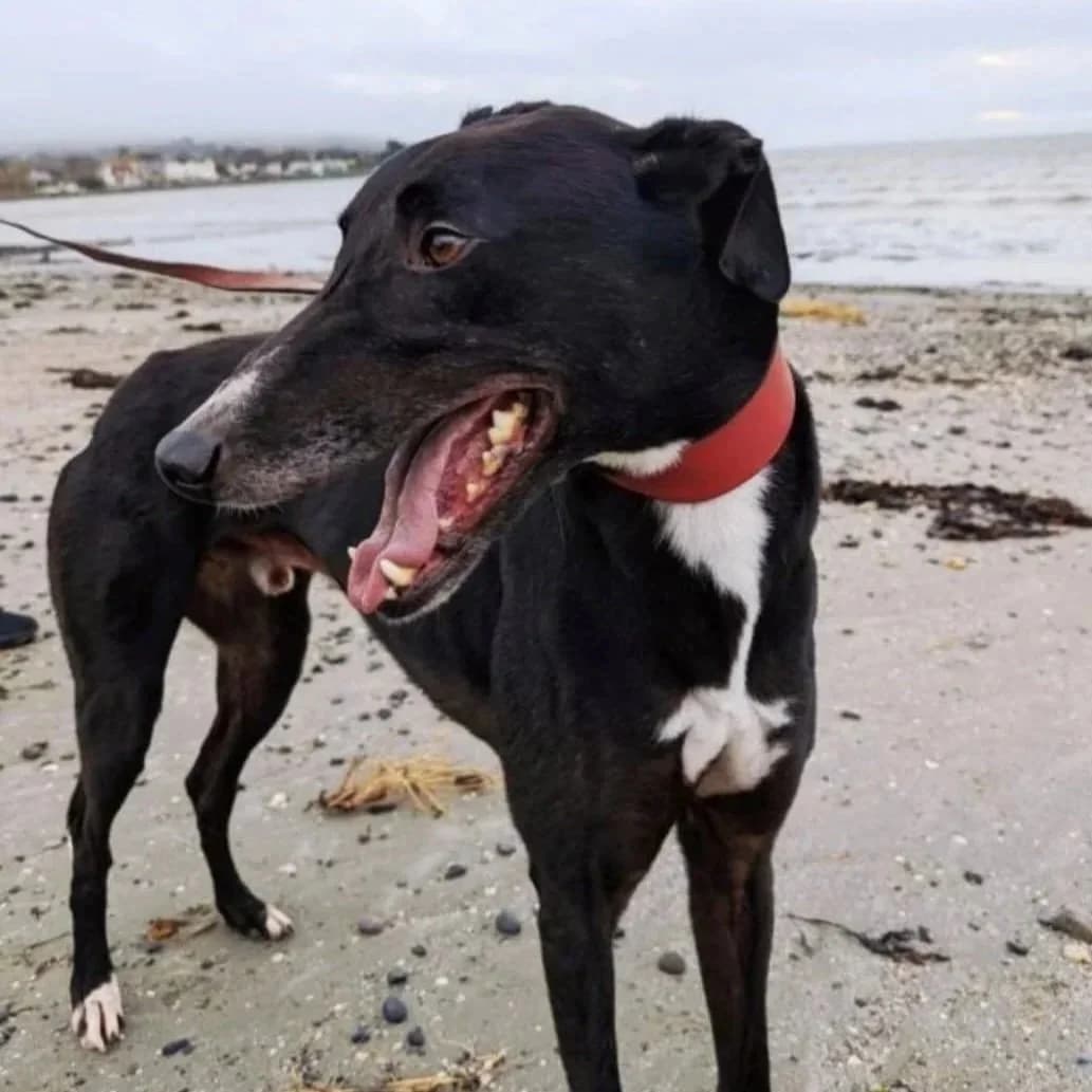 Jack, male Greyhound for adoption at RIGHT - Rehoming Irish Greyhounds Team, Dublin