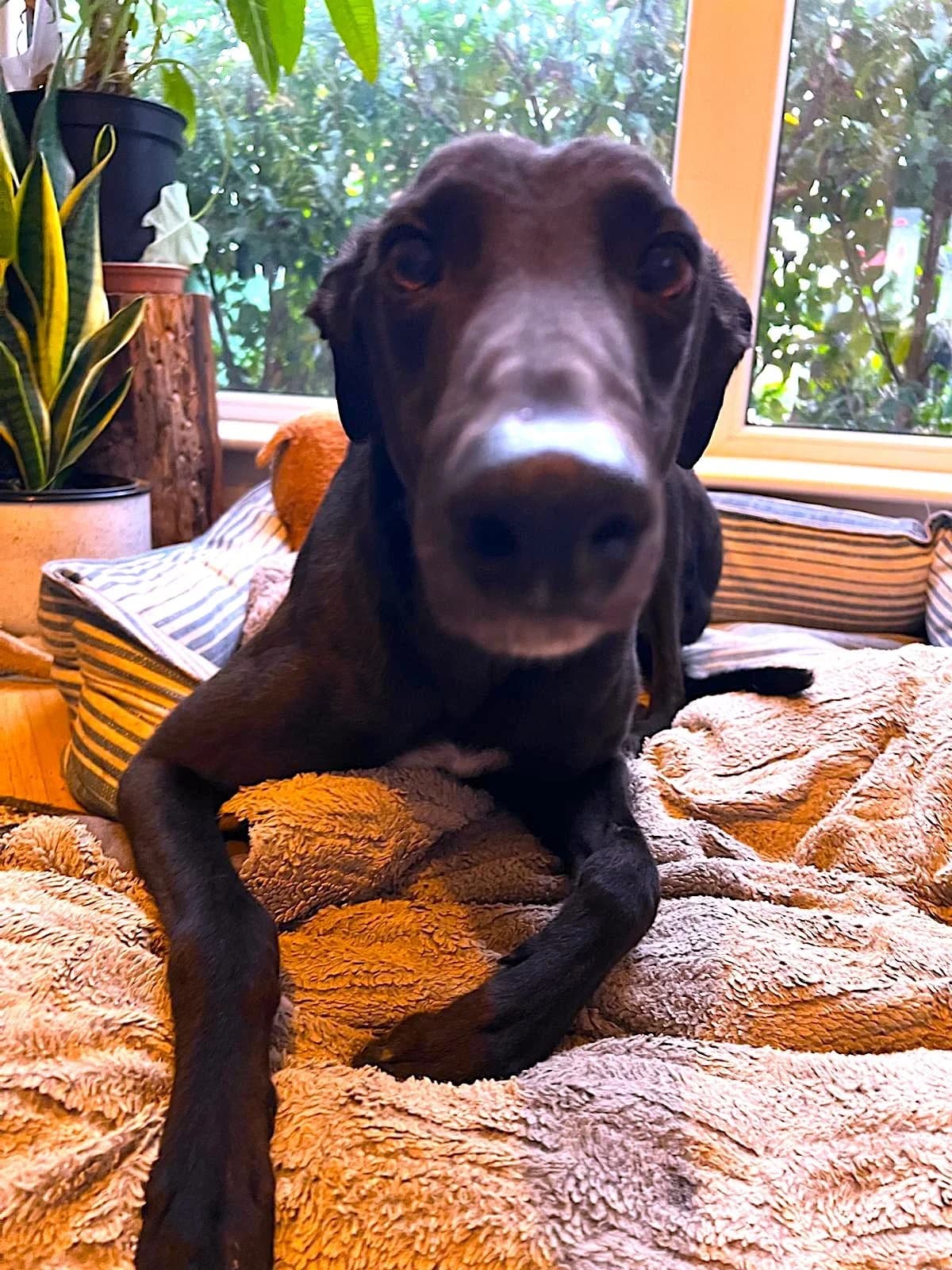 Kuro, male Greyhound for adoption at RIGHT - Rehoming Irish Greyhounds Team, Dublin