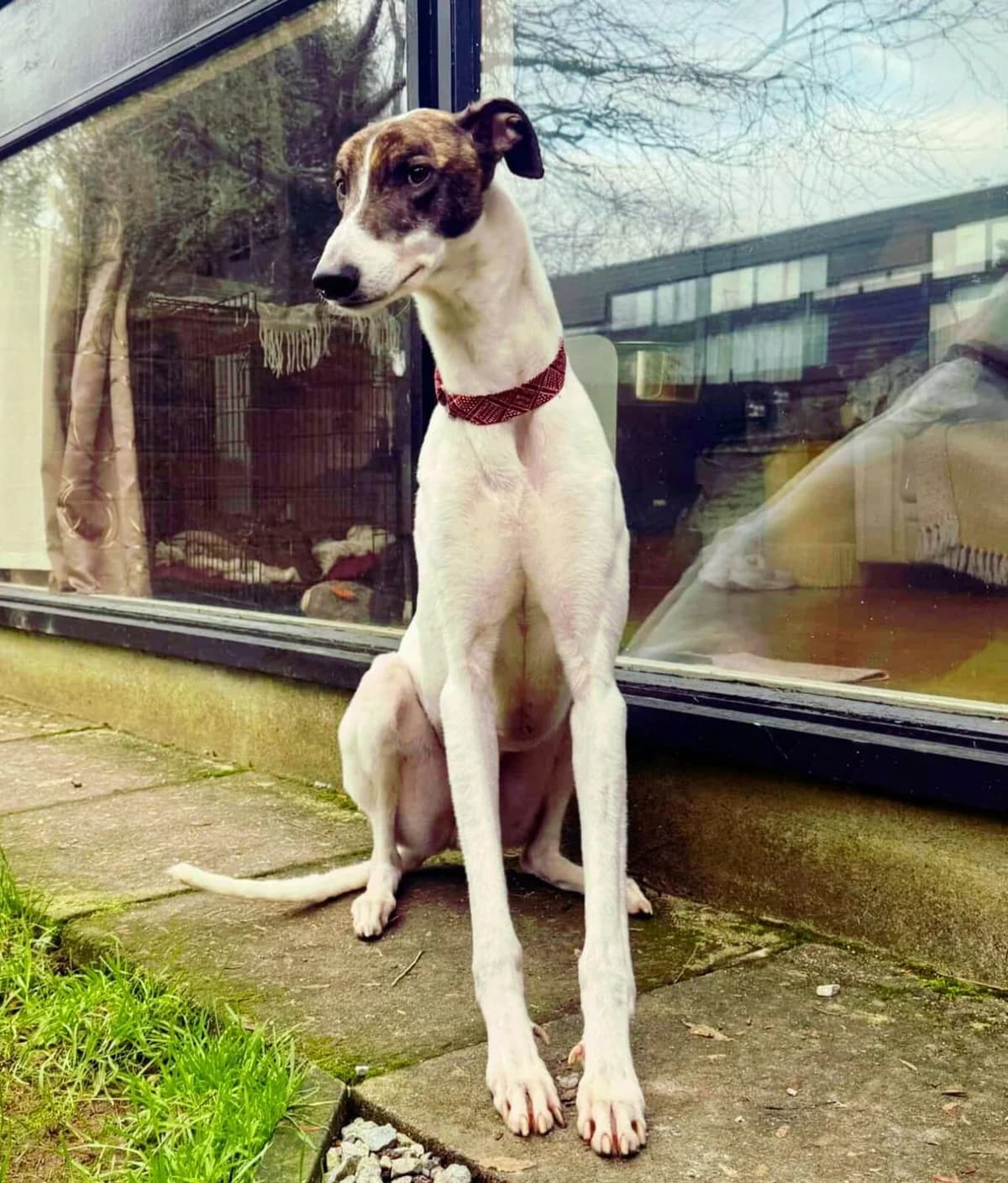Redford, female Greyhound for adoption at RIGHT - Rehoming Irish Greyhounds Team, Dublin