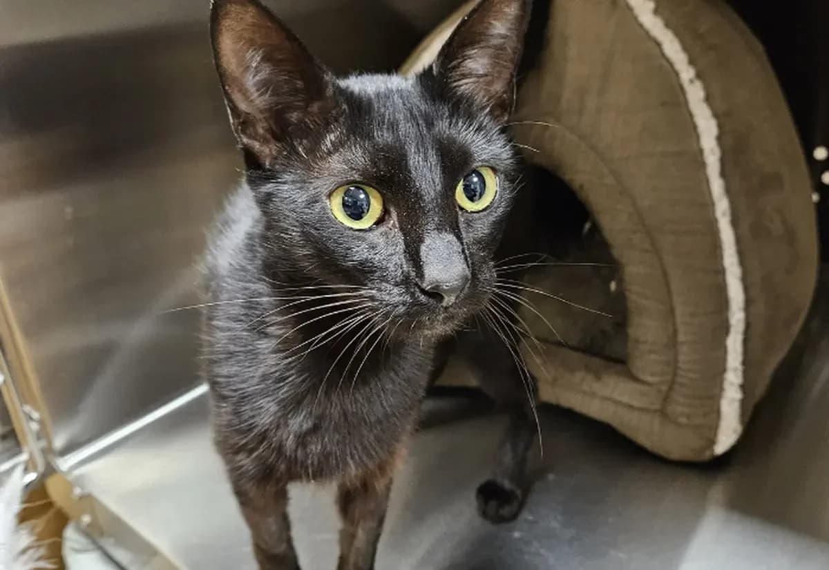 Baby Girl, female young Mixed Breed Cat for adoption at USPCA