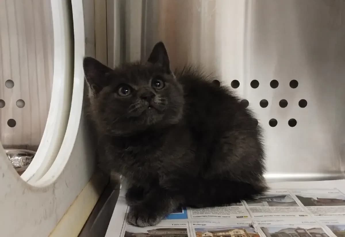 Bart, male puppy Mixed Breed Cat for adoption at USPCA