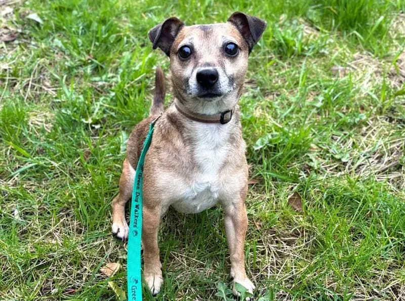 Bruce, male 5yo Jack Russell Terrier for adoption at USPCA