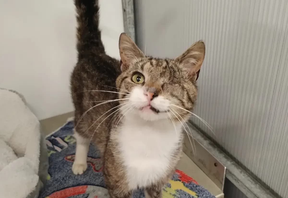 Bueno, male 4yo Mixed Breed Cat for adoption at USPCA