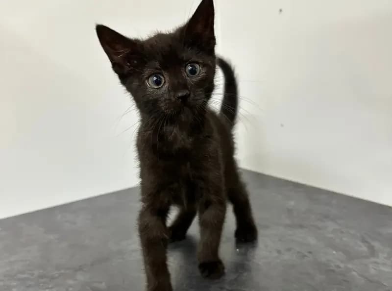 Bug, female puppy Mixed Breed Cat for adoption at USPCA