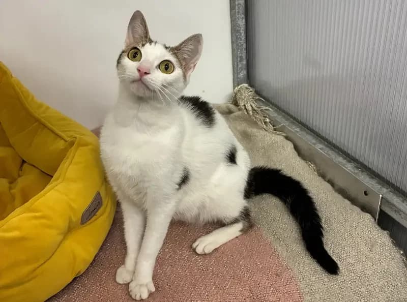 Buttercup, female young Mixed Breed Cat for adoption at USPCA