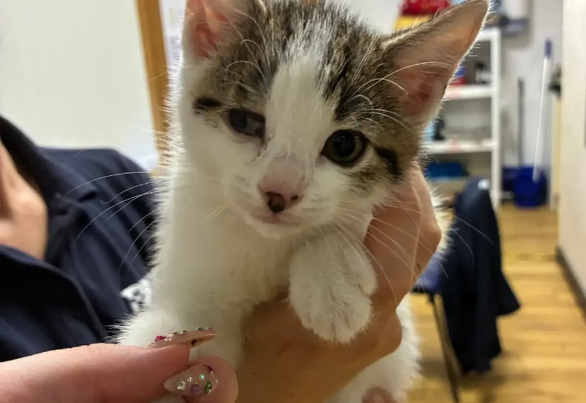 Clover, female puppy Mixed Breed Cat for adoption at USPCA
