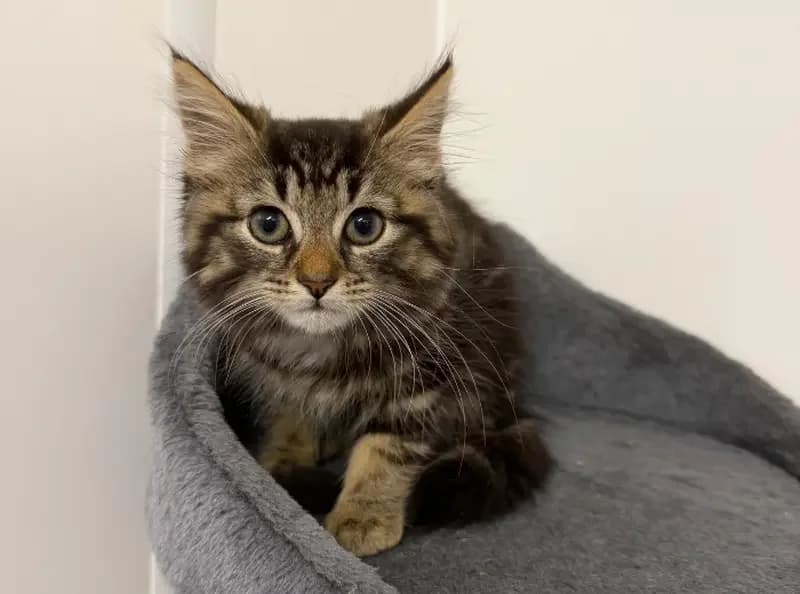 Crouton, female puppy Mixed Breed Cat for adoption at USPCA