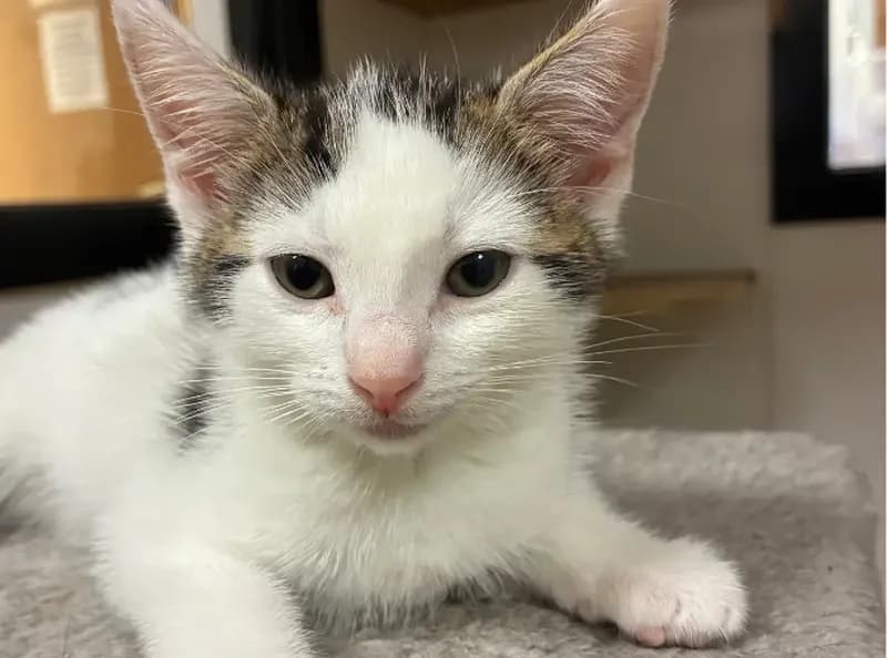 Dandelion, female puppy Mixed Breed Cat for adoption at USPCA