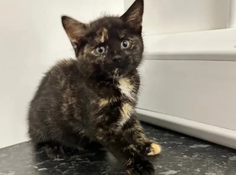 Delilah, female puppy Mixed Breed Cat for adoption at USPCA