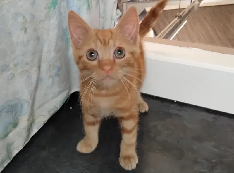 Dorito, male senior Mixed Breed Cat for adoption at USPCA