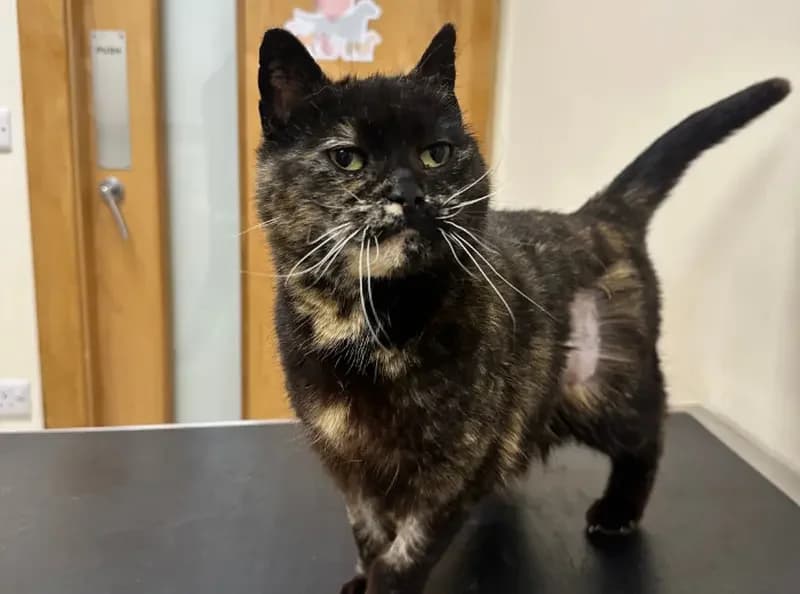 Frida, female senior Mixed Breed Cat for adoption at USPCA