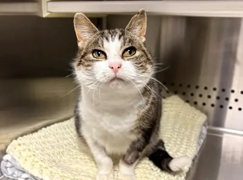 Honey, female 3yo Mixed Breed Cat for adoption at USPCA