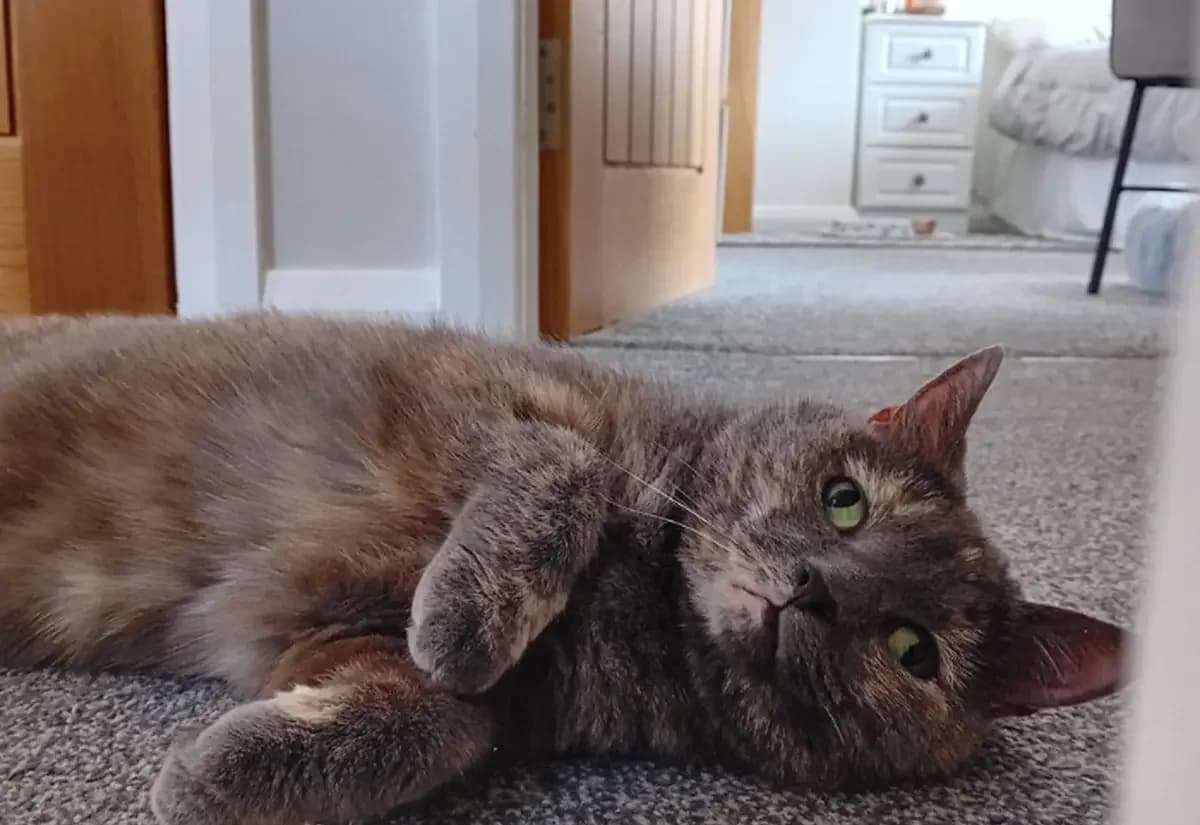 Jadzia, female senior Mixed Breed Cat for adoption at USPCA