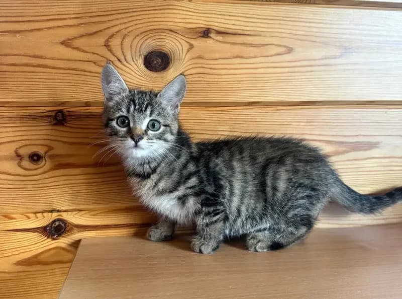 Jam, female puppy Mixed Breed Cat for adoption at USPCA
