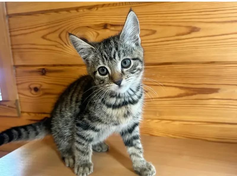 Jelly, male puppy Mixed Breed Cat for adoption at USPCA
