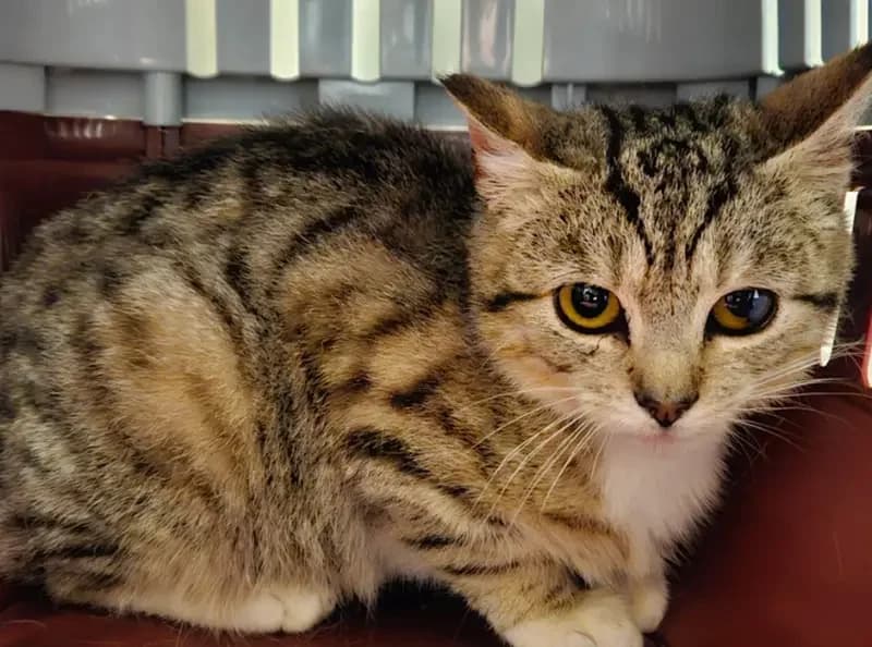 Juno, female puppy Mixed Breed Cat for adoption at USPCA