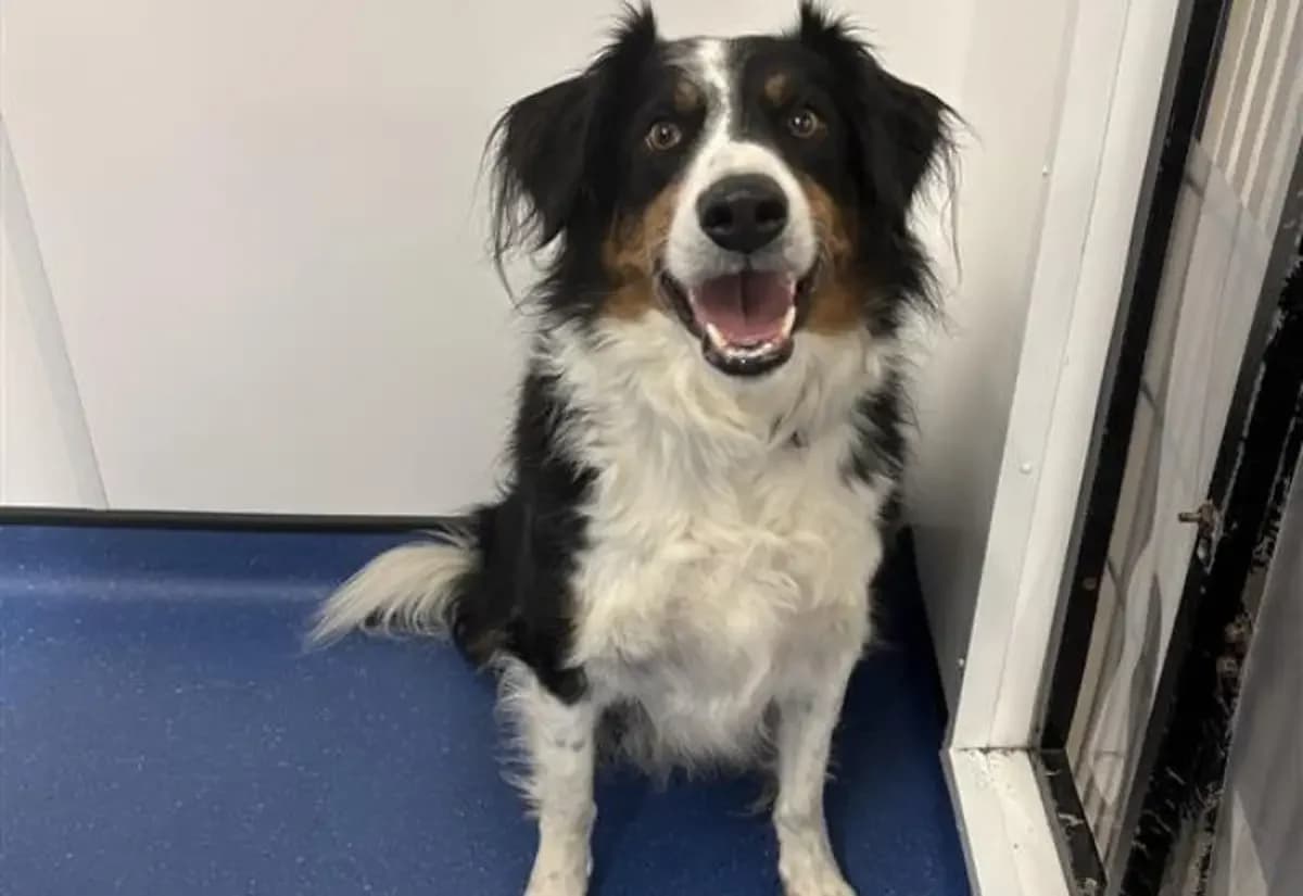 Kirk, male 5yo Collie for adoption at USPCA