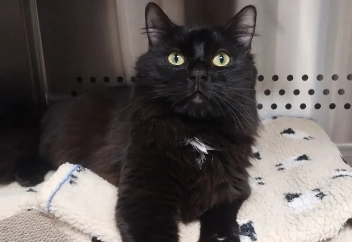 Kitsune, male young Mixed Breed Cat for adoption at USPCA