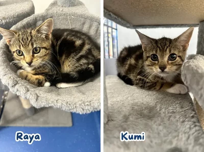 Kumi & Raya, female Mixed Breed Cat for adoption at USPCA