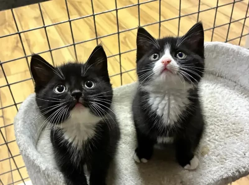 Lilo & Stitch, female Mixed Breed Cat for adoption at USPCA