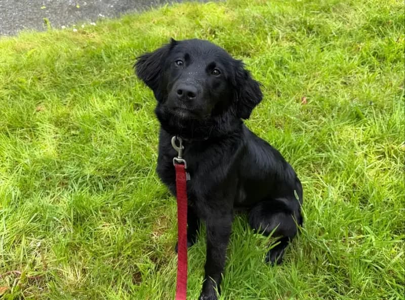 Lola, female puppy mixed breed for adoption at USPCA