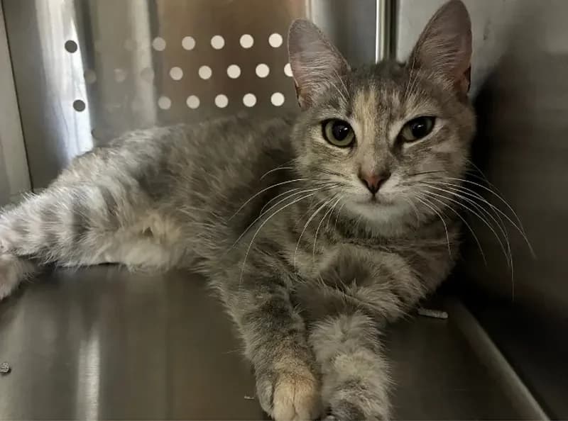 Lorelai, female young Mixed Breed Cat for adoption at USPCA