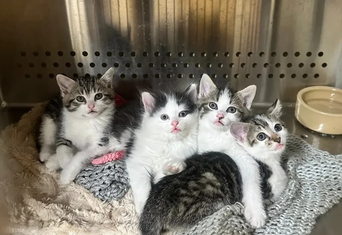 Polo and Polly,  Mixed Breed Cat for adoption at USPCA