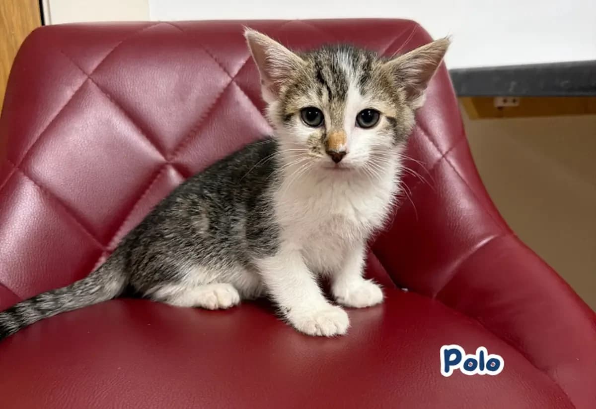 Polo and Polly,  puppy Mixed Breed Cat for adoption at USPCA