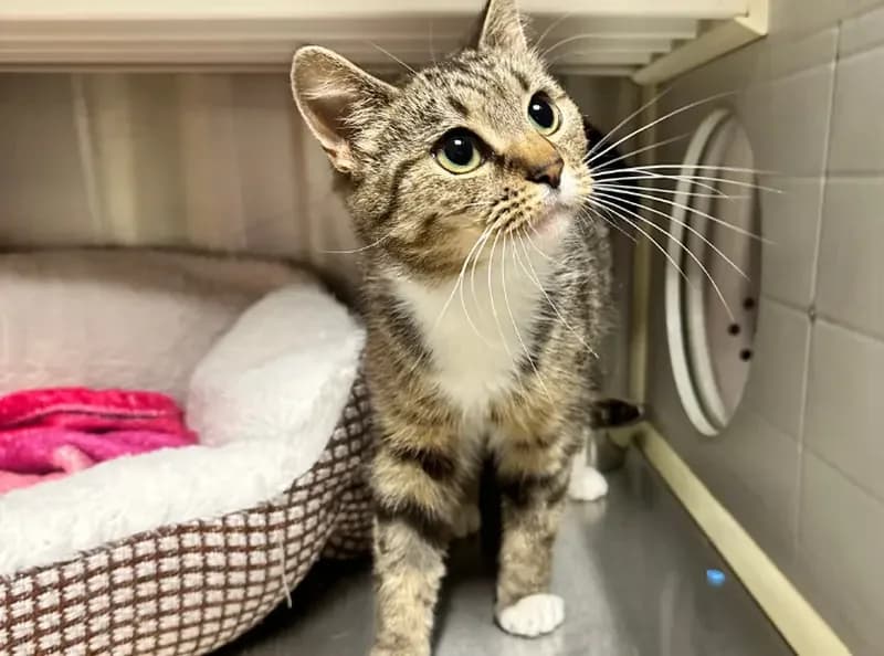 Matilda, female young Mixed Breed Cat for adoption at USPCA