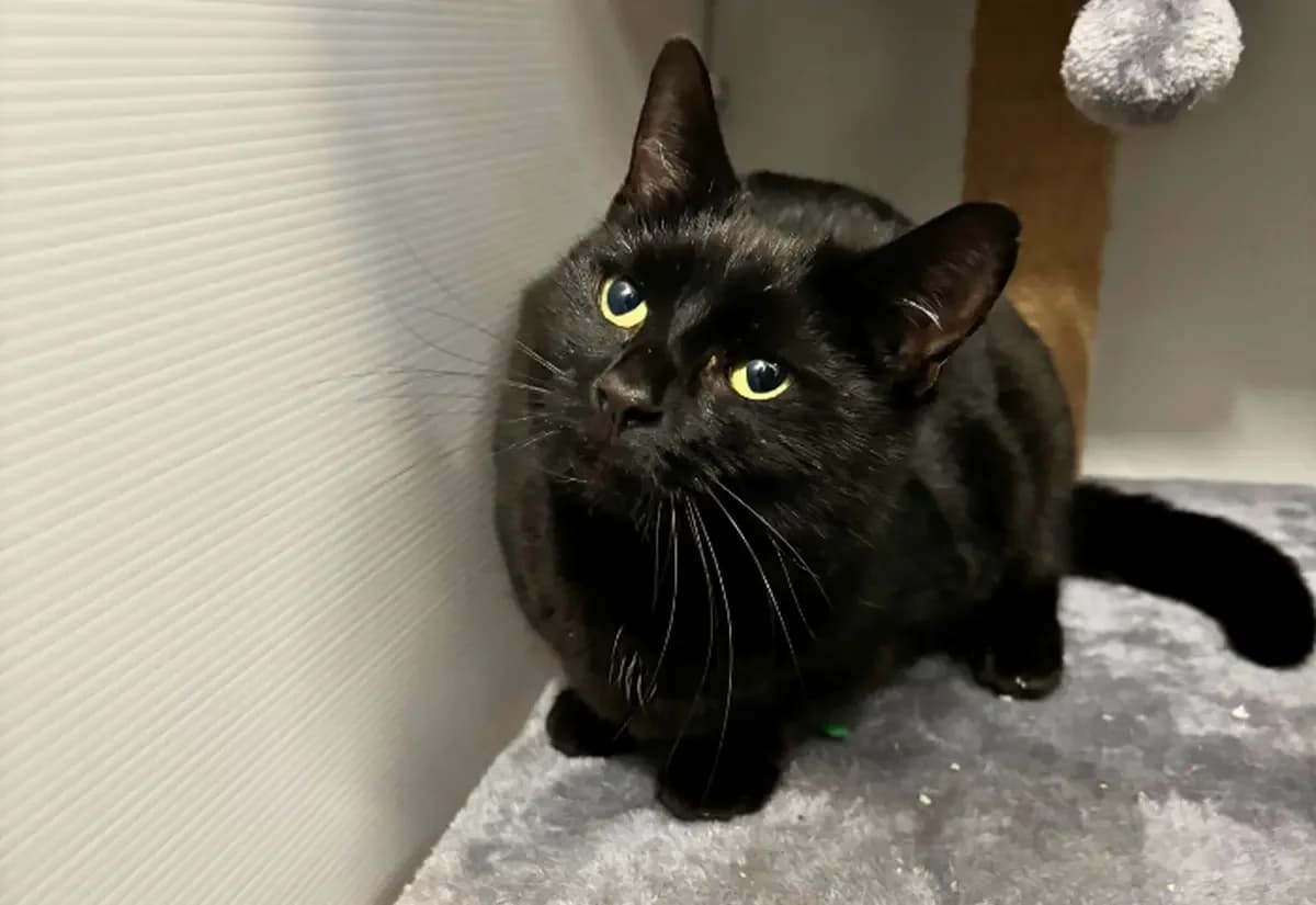 Merry, female young Mixed Breed Cat for adoption at USPCA