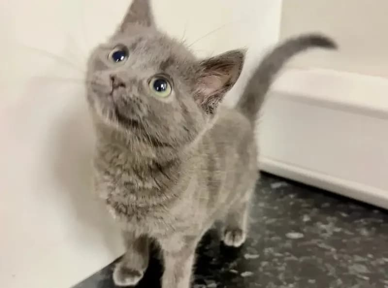 Mildred, female puppy Mixed Breed Cat for adoption at USPCA