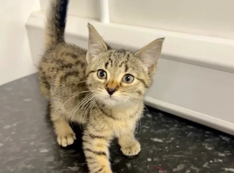 Mittens, female puppy Mixed Breed Cat for adoption at USPCA