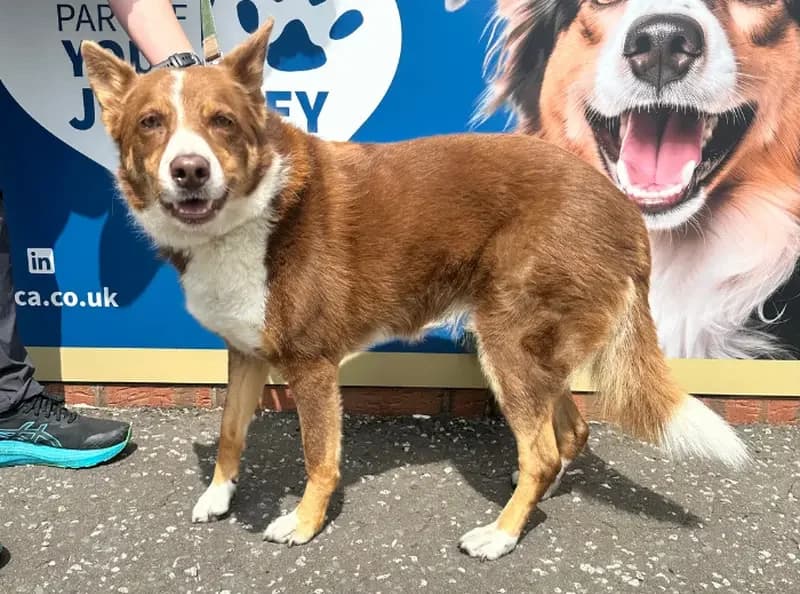 Molly, female 7yo Border Collie for adoption at USPCA