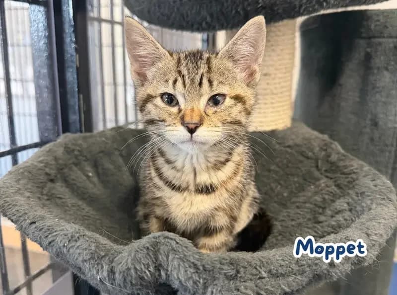 Moppet, female Mixed Breed Cat for adoption at USPCA