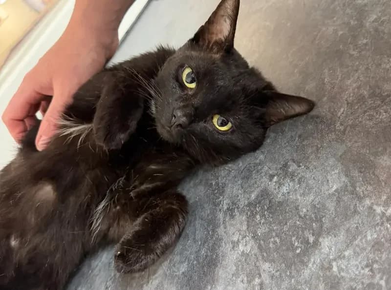 Mozart, male 3yo Mixed Breed Cat for adoption at USPCA
