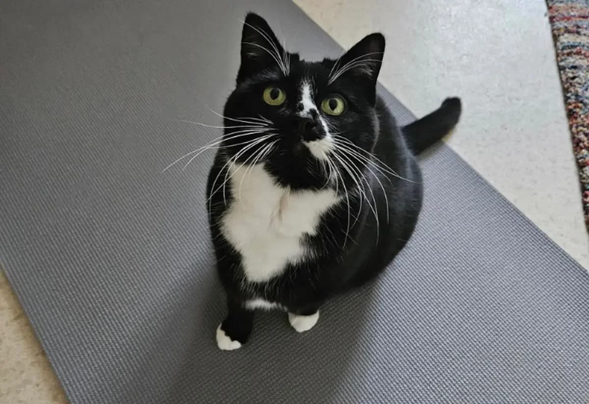 Mustang, female senior Mixed Breed Cat for adoption at USPCA