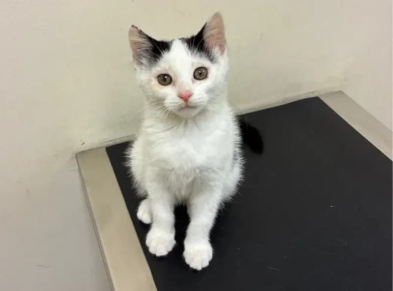 Olivia, female puppy Mixed Breed Cat for adoption at USPCA
