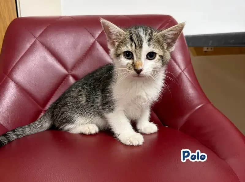 Polo, male puppy Mixed Breed for adoption at USPCA