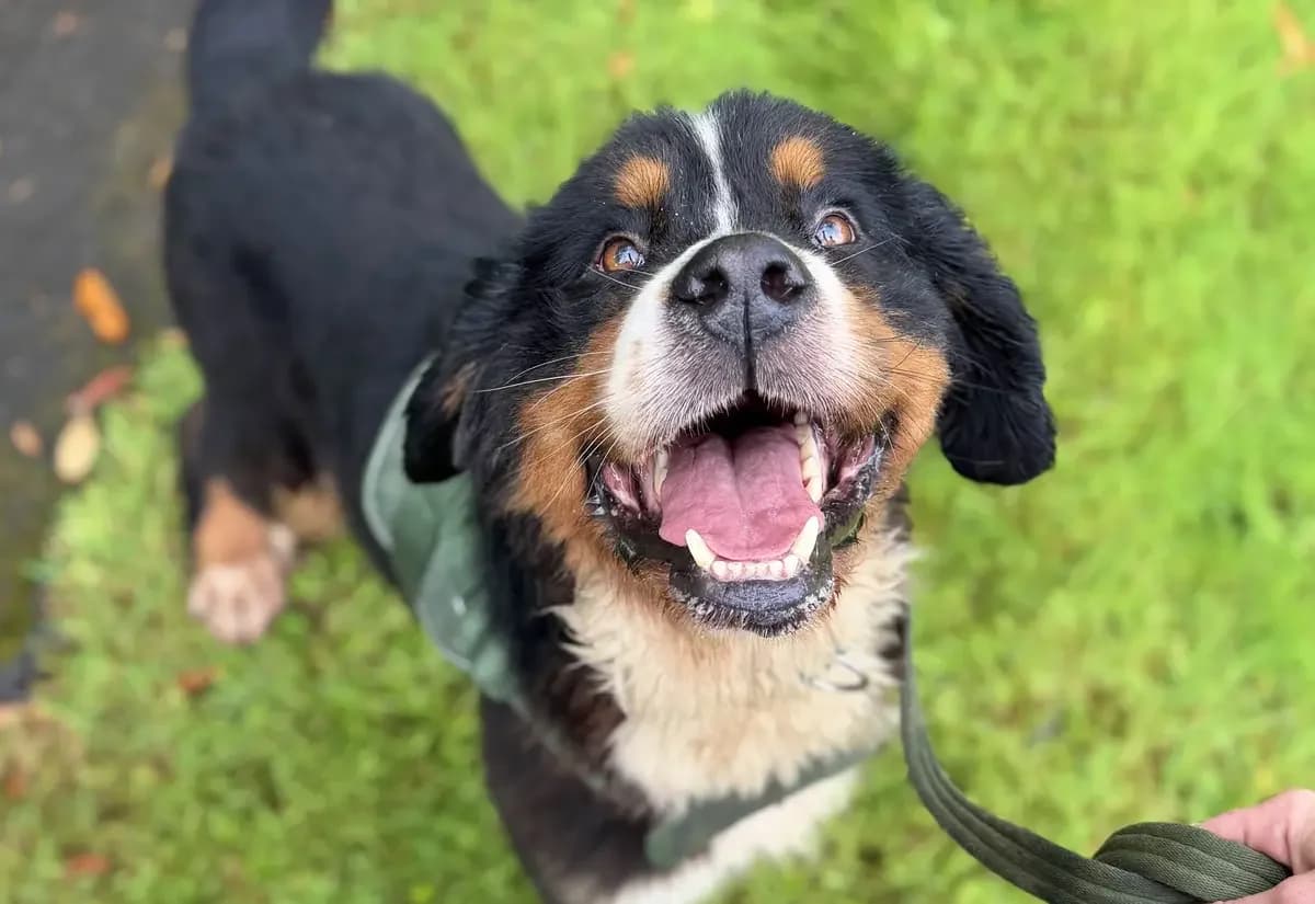 Prince, male 3yo Bernese Mountain Dog for adoption at USPCA