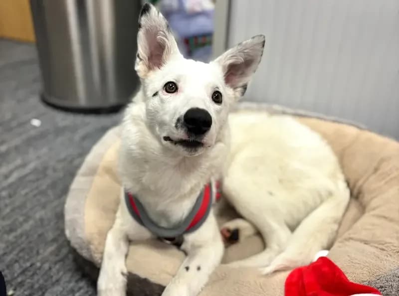 Sable, female young Collie for adoption at USPCA