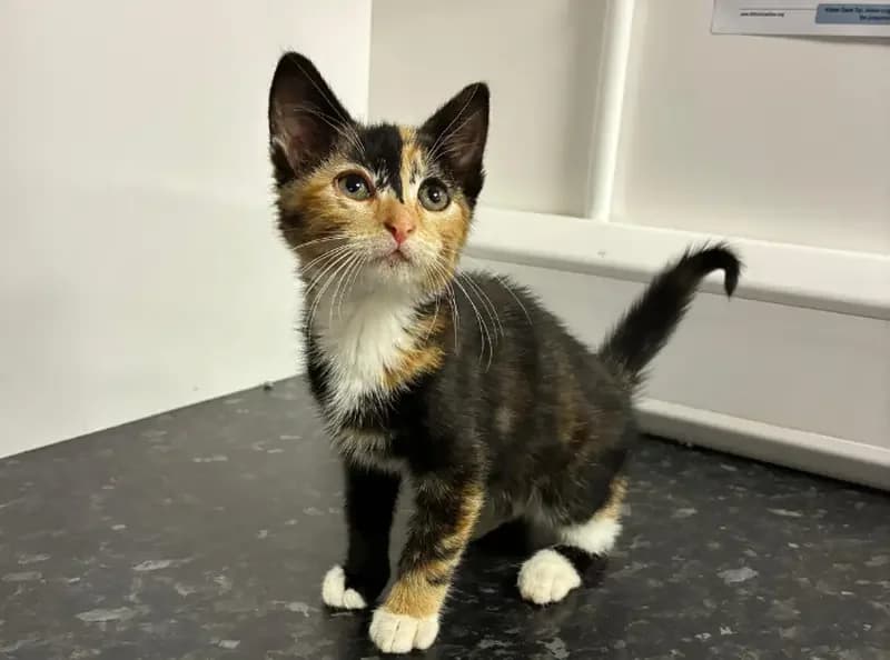 Sage, female puppy Mixed Breed Cat for adoption at USPCA