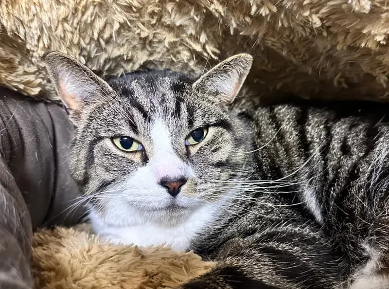 Salem, male 3yo Mixed Breed Cat for adoption at USPCA