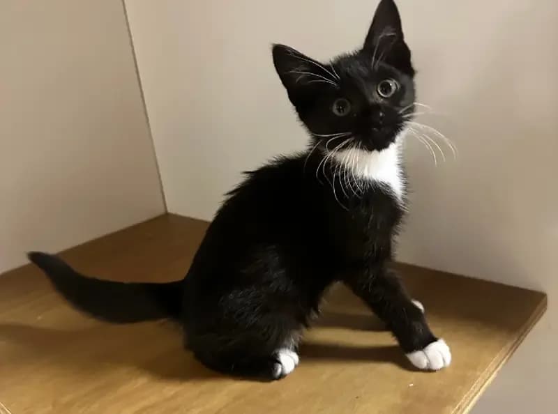 Sinclair, male puppy Mixed Breed Cat for adoption at USPCA