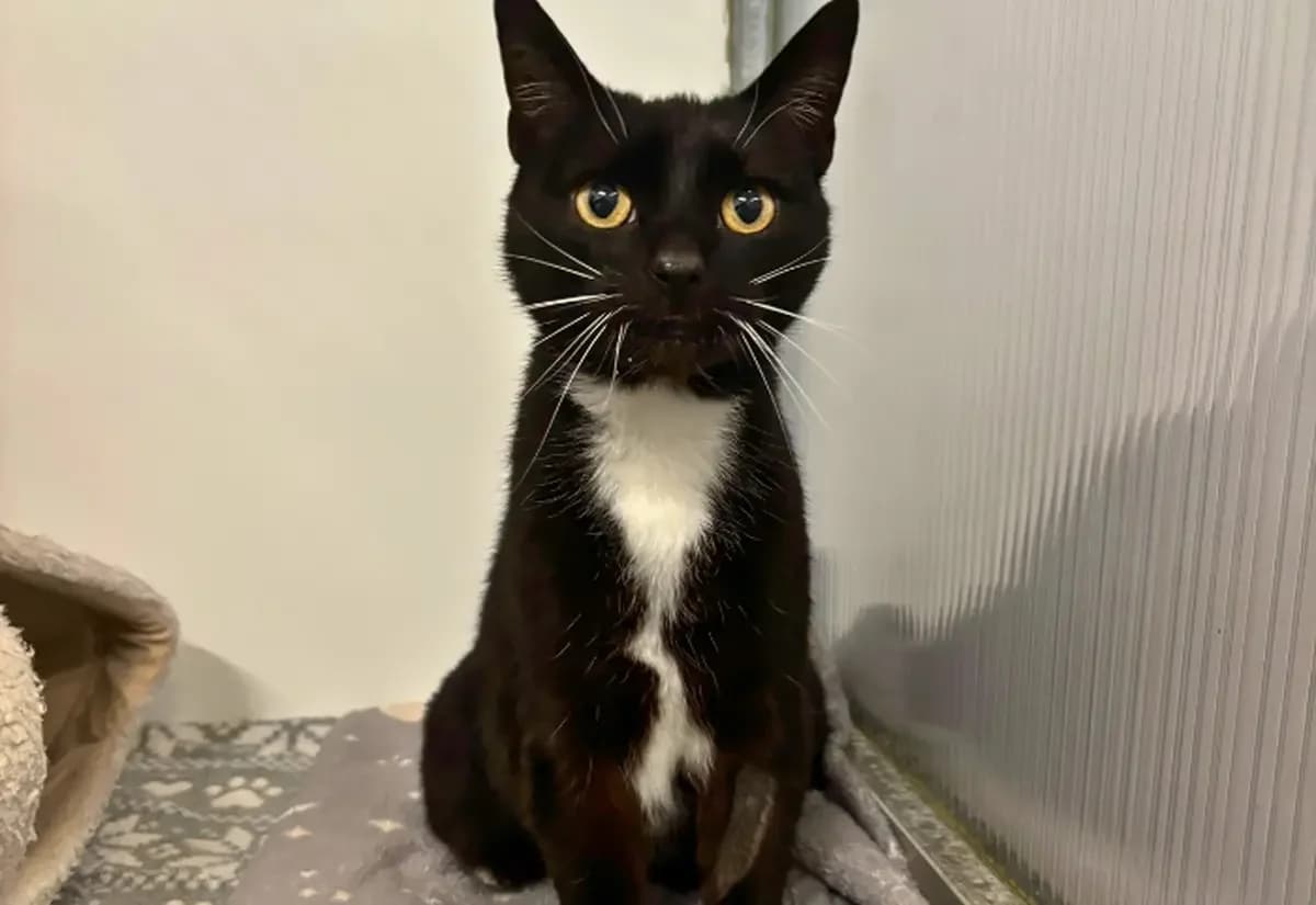Socks, female senior Mixed Breed Cat for adoption at USPCA