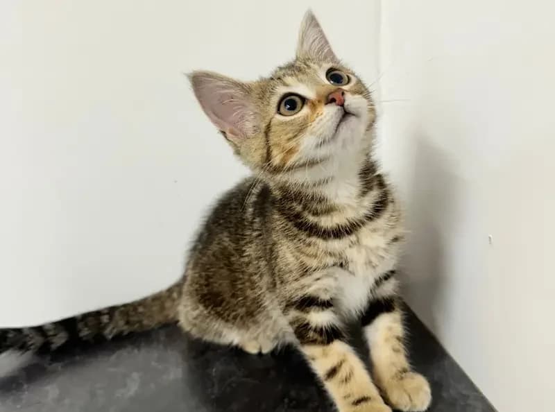 Soup, female puppy Mixed Breed Cat for adoption at USPCA