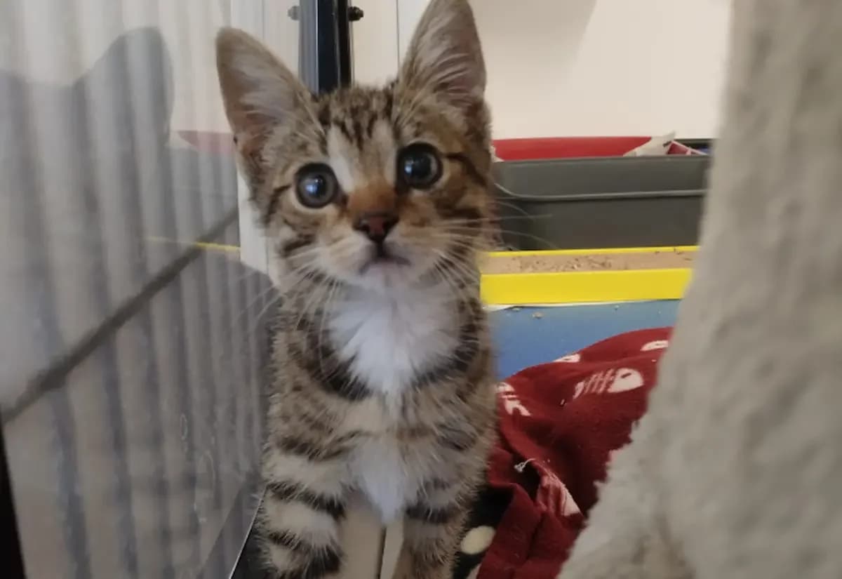 Stevie, male puppy Mixed Breed Cat for adoption at USPCA