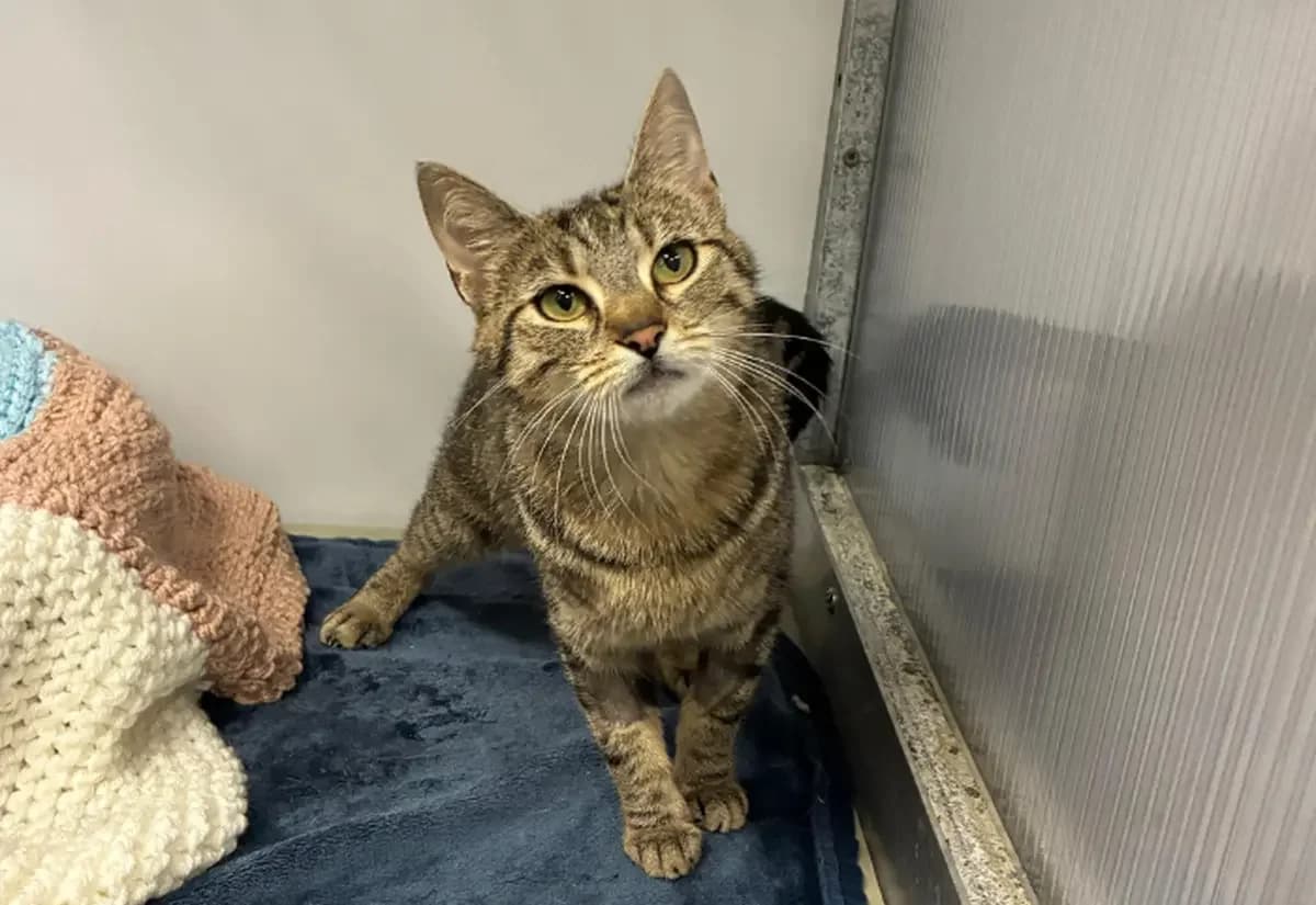 Tabitha, female young Mixed Breed Cat for adoption at USPCA