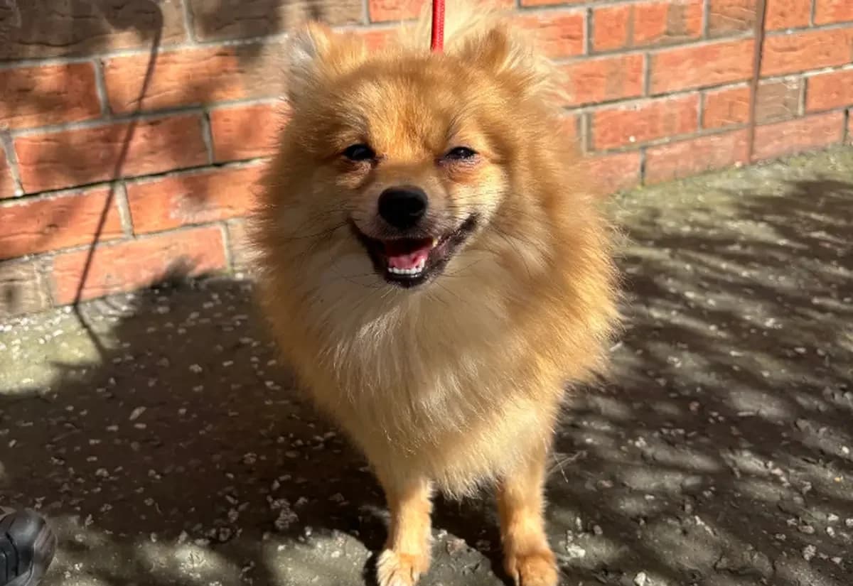 Teddy, male young Pomeranian for adoption at USPCA