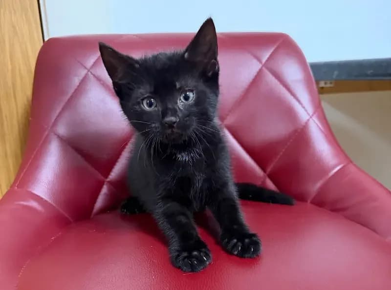 Tom Kitten, male puppy Mixed Breed Cat for adoption at USPCA