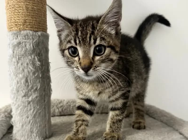 Turbo, male puppy Mixed Breed Cat for adoption at USPCA